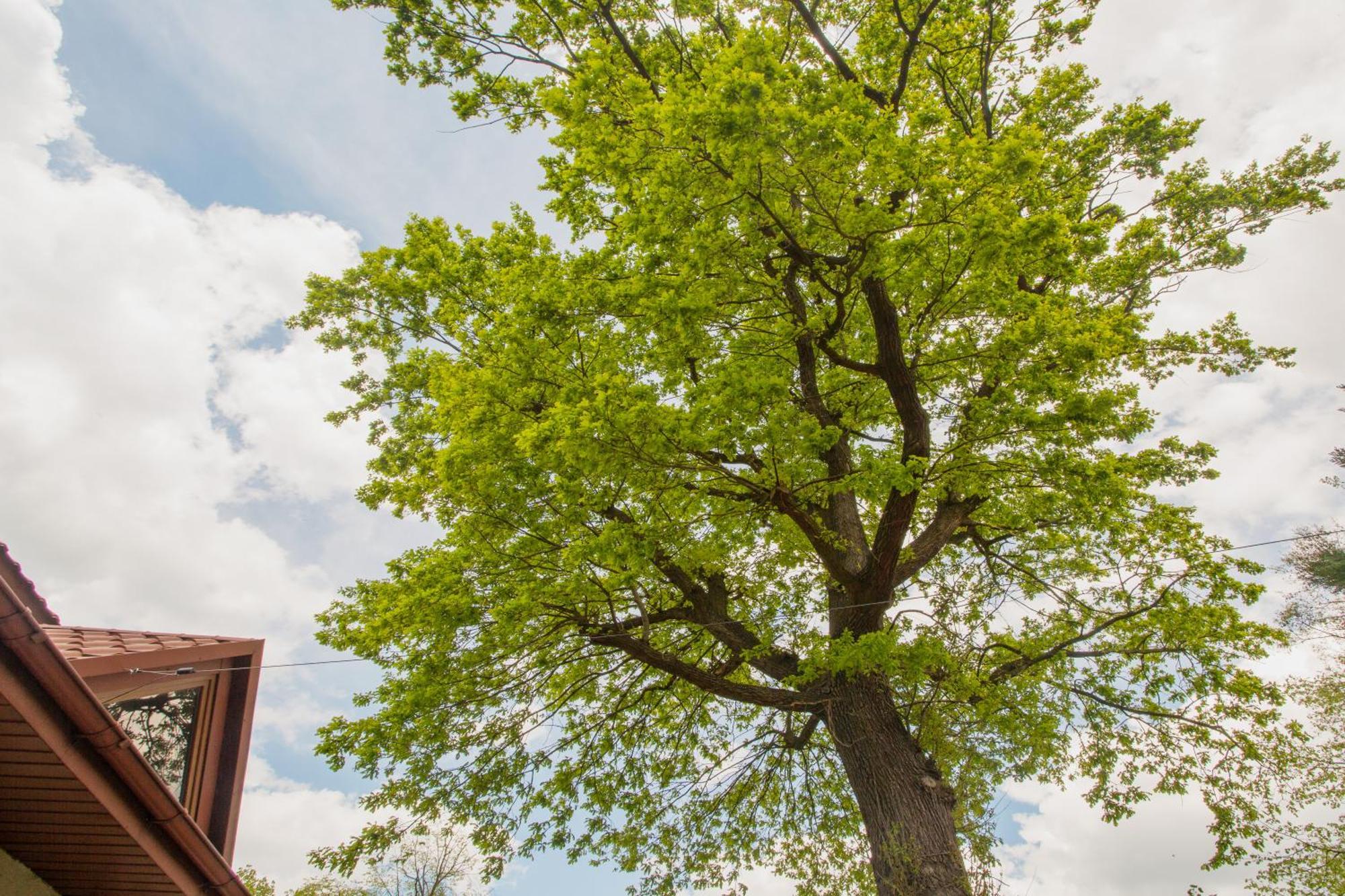 Noclegi Pod Debem U Jakuba Niepołomice Exterior foto